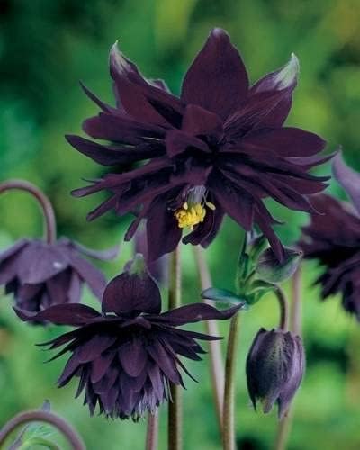 Akelei `Black Barlow`, Akelei schwarze, Aquilegia - winterhart
