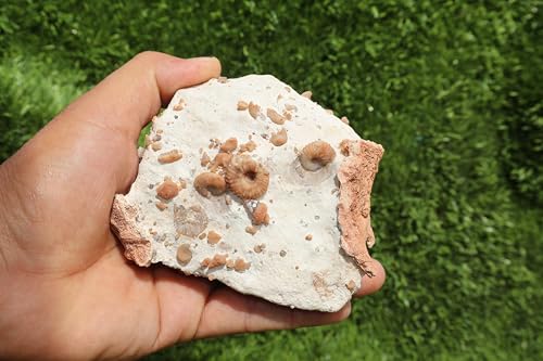 Image of Douvilleiceras & Gastropods Plate Cretaceous Fossils Fossils from Morocco Fossil Rock Ammonites Fossil A203