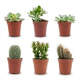 Kakteen & Sukkulenten Mix – 6 Pflanzen – Ø5,5cm – Höhe 5–10cm – Echte Mini...