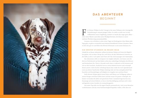 Der Welpen-Alltags-Helfer: Erziehung, Training und Probleme souverän meistern - stressfrei durch die erste Zeit mit jungem Hund (GU Welpen)