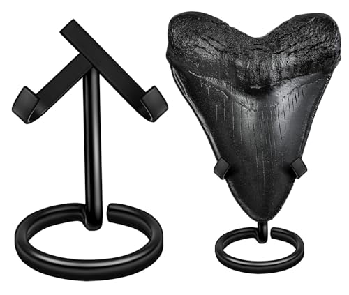Megalodon Shark Tooth Display Stand (2 Sets) Medium & Large Tooth Holders Rust-Resistant 5mm Thick Wire Metal Stand No Assembly Required Elegant Fossil Collector Display for Megalodon Teeth