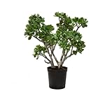 Anzahl der Blätter: 493 fleur ami Jadebaum Crassula Ovata Kunstpflanze, 56 cm