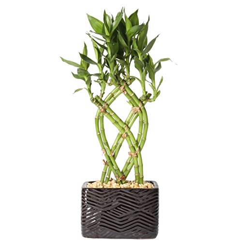Costa Farms Medium Lucky Bamboo Live Indoor Tabletop Plant in Modern Home Decor