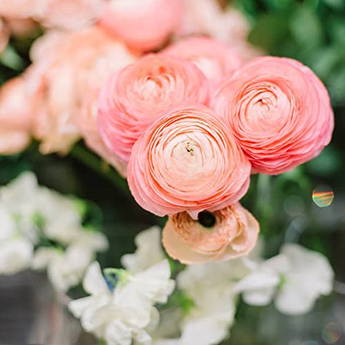 15 Bulbo de ranunculus,color rosa resistente,serie de bulbos de flores,plantas raras,ranúnculos,regalos para ancianos,bulbo floreciente de primavera,plantas de interior,plantas de