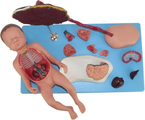 Maniquí anatómico infantil interactivo para resolver dudas médicas 2