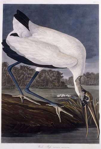 Cuadro en lienzo para pared de dormitorio: Ibis de madera John Audubon de 60x90cm