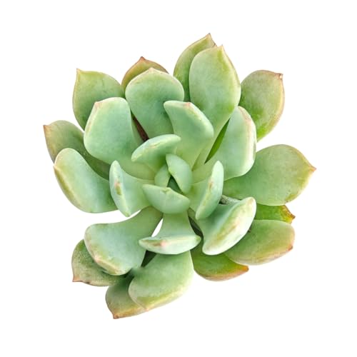Graptoveria 'A Grim One' - Live Succulent Plant, 2 Inch