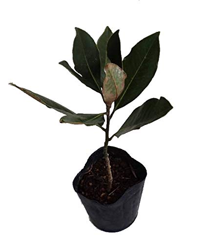 Amazon.co.jp: タイサンボク：リトルジェム 3.5号ポット[ガーデニング