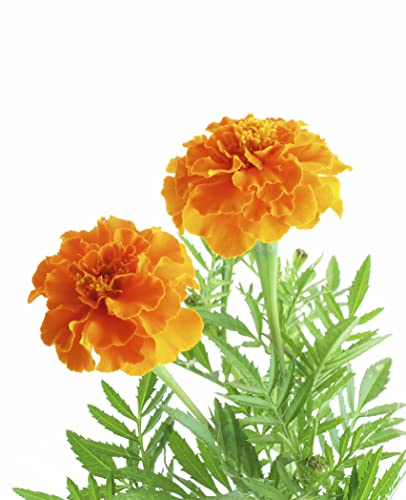 Decoración, Kitchen flores cempasúchil Marca Kristen Seed (2)
