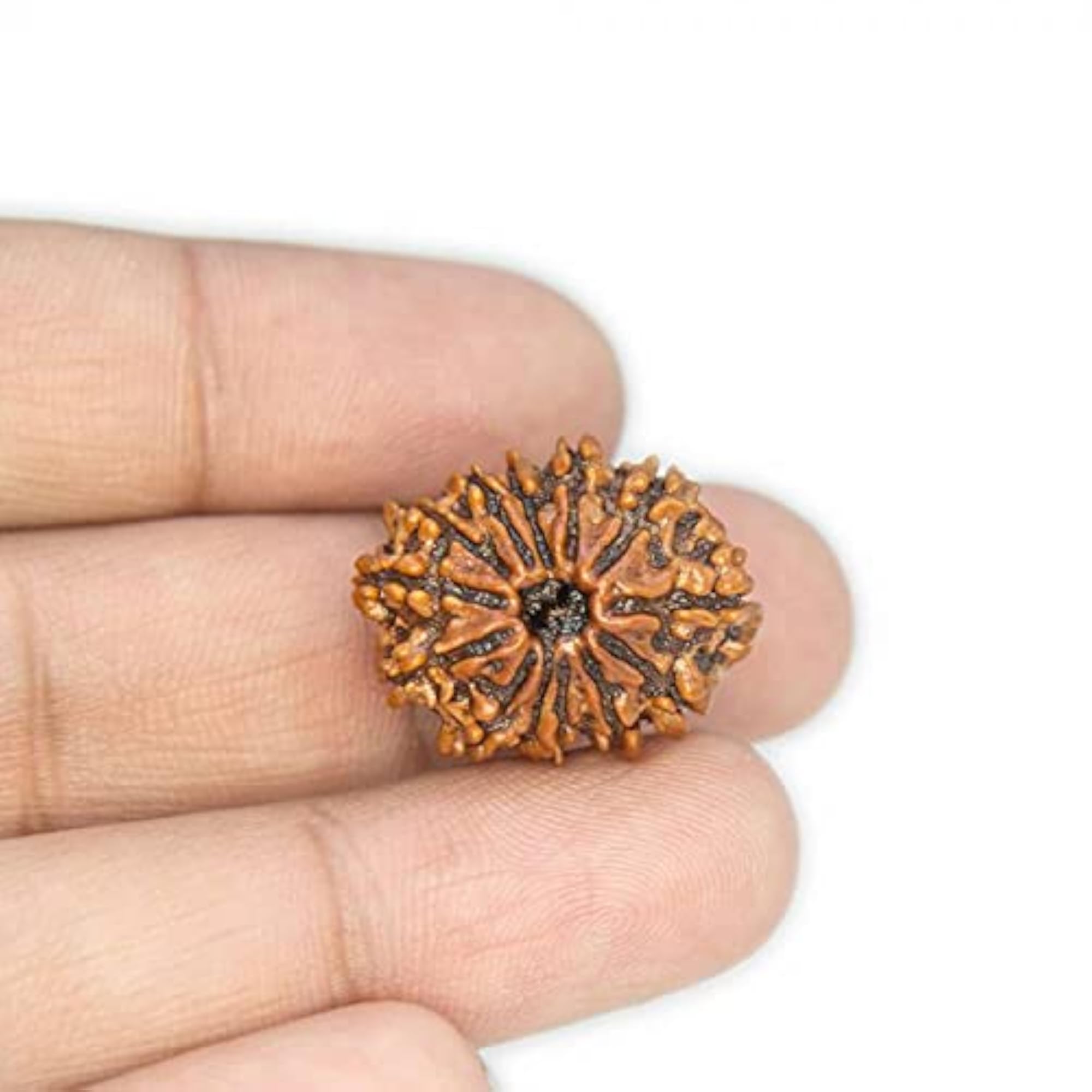 13 Mukhi Rudraksha Original Certified Nepali Big Size Brown Bead