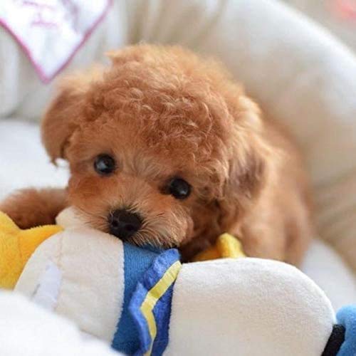 UpdateClassic Realistic Teddy Dog Lucky, Plush Stuffed Animal Puppy Dog, Lifelike Stuffed Pet Toy, Plush Stuffed Animal Puppy Dog for Halloween, Hand Sculpted Polymer Clay Nose, Claws, Paws (A)