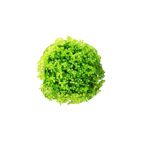 CANTON AQUATICS (Pearl Weed) Hemianthus Micranthemoides - Freshwater - Medium Light