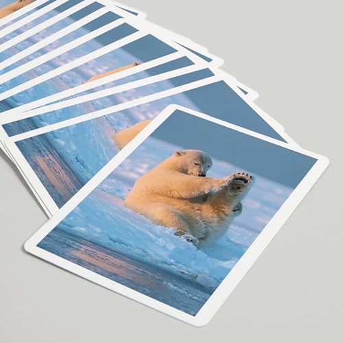 Lantern Press Polar Bear Baraja de 52 cartas poker miniatura 5
