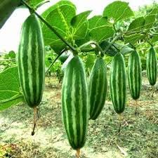 Live Hybrid Parwal (Pointed Gourd) Plant Combo - Pack of 4 (3 Female + 1 Male) | 35-40 Days Fruiting Start | High Yielding Potol Vegetable Plants for Home Garden & Terrace-picture-30