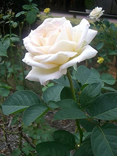 White Rose/Gulab Grafted Healthy Plant (B09TFLJQLR) Amazon Price History, Amazon Price Tracker