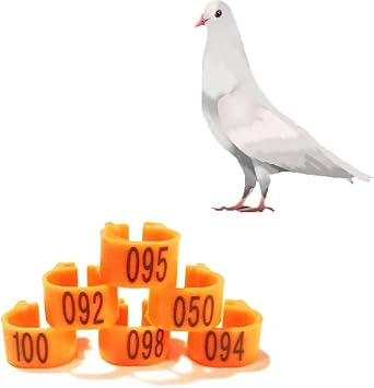 Pigeon Feet, 001-500 Pigeon Leg Ring, Lightweight, for Pigeon Identification and Marking Orange 101-200