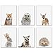 Baby Woodland Animals Poster Prints - Set of 6 (8x10) Adorable Furry North American Portraits Wall Art Nursery Decor - Owl - Deer - Bunny - Raccoon - Hedgehog - Fox