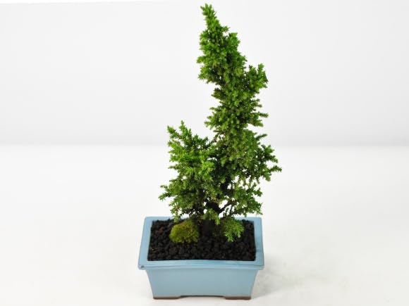 Amazon.co.jp: 盆栽妙 八房杉 杉 盆栽 ミニ盆栽 鉢植え プレゼント