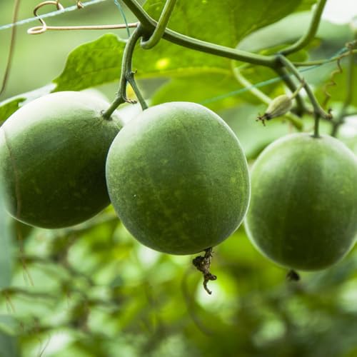 Generic Siraitia Grosvenorii Samen 50pcs