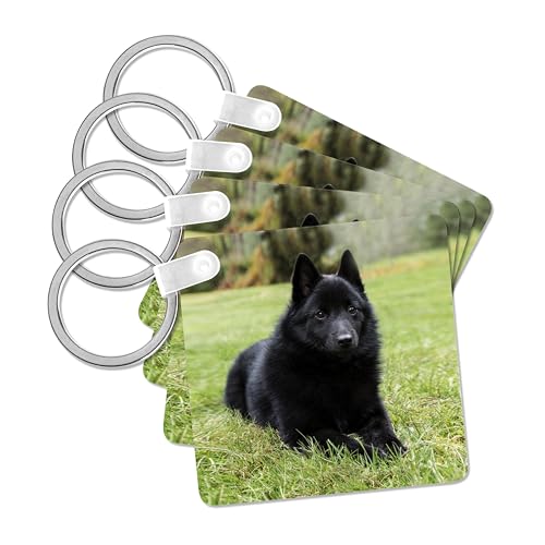 3dRose, Schipperke puppy reclining on a stay command, looking alert,