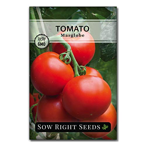 Sow Right Seeds - Marglobe Tomato Seeds for Planting -