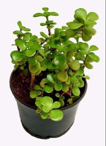 MVKR Live Jade Plant I Friendship tree Lucky Jade crassula ovata Plant (Pack of 1 Plant) (B08T86FF9D) Amazon Price History, Amazon Price Tracker