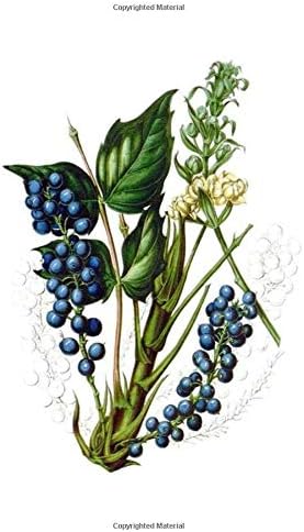 Botanical Dot Grid Journal: 100 page dot grid journal for bullet journaling, lettering, drawing featuring vintage botanical illustration of Oregon Grape