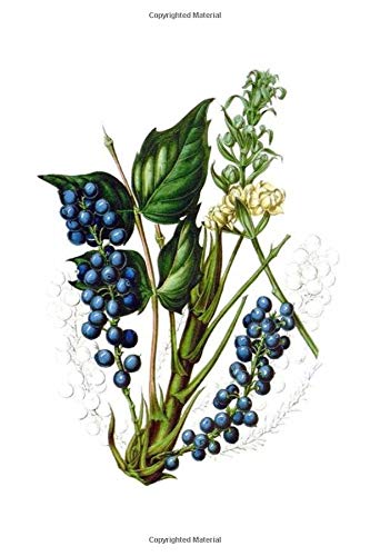 Botanical Dot Grid Journal: 100 page dot grid journal for bullet journaling, lettering, drawing featuring vintage botanical illustration of Oregon Grape