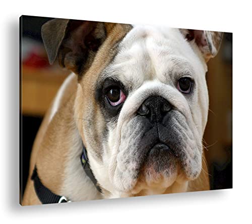 Bouledogue anglais déco salon 90 x 60 cm cadre bois véritable deyoli pour la maison