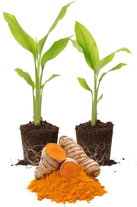 2 Yellow Turmeric Live Plants 4–7″ Tall, Curcuma Turmeric, Edible Root Herb Starter for Planting Outdoor