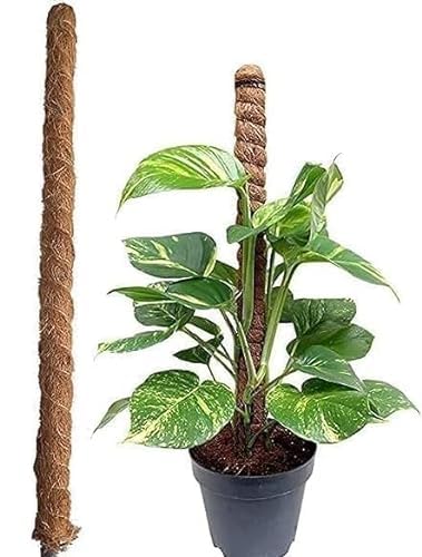 (Set of 2) Premium Quality Coco Coir Plant Support Pole/Moss Stick Climbing Indoor Plants to Grow Upwards - Use for Creepers |Money plant | Dia 4.50 cm| Height 100cm