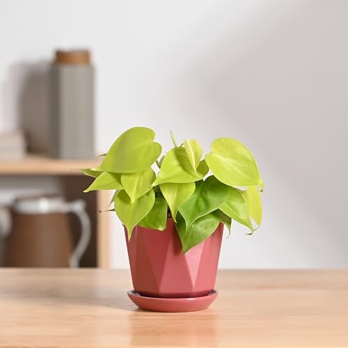Image of UGAOO Diamond Ceramic Flower Pot for Indoor Plants, 4 Inch - Magenta