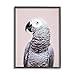 Stupell Industries African Grey Parrot Portrait Black Framed Giclee Art Design by Sisi and Seb