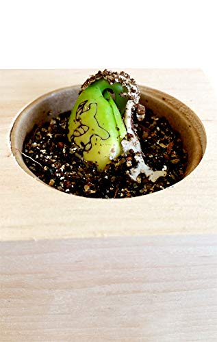 Feel Green 296725 Grow Your Own Einhornbohne, Holzwürfel Mit Lasergravur «Keep Calm, You Have Unicorn Power», Nachhaltige Geschenkidee, Anzuchtset, Ecocube, Made in Austria