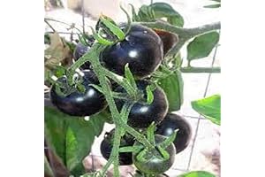 Kumato: A Unique and Flavorful Heirloom Tomato Experience