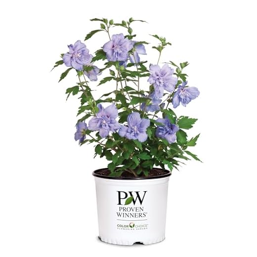 Blue Chiffon Hibiscus Shrub - 2 Gallons