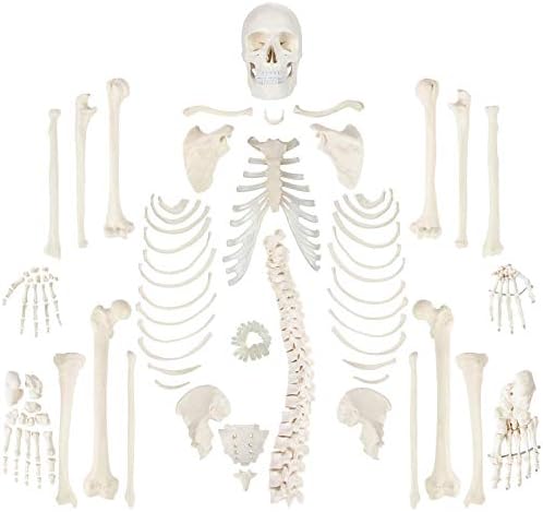 Wellden Medical Full Disarticulated Skeleton, Human Anatomical, Life-Size,  170cm