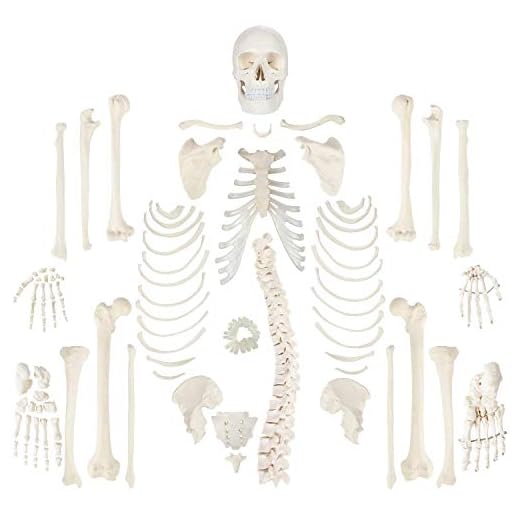Wellden Medical Full Disarticulated Skeleton, Human Anatomical, Life-Size, 170cm
