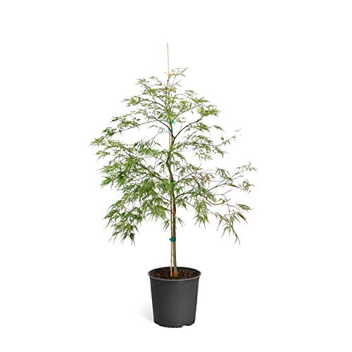 Coral Bark Japanese Maple