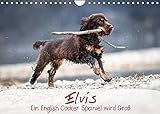  Elvis ein Engl. Cocker Spaniel wird Groß (Wandkalender 2022 DIN A4 quer): Monatskalender, Jahreskalender, Kalender (Monatskalender, 14 Seiten ) (CALVENDO Tiere)