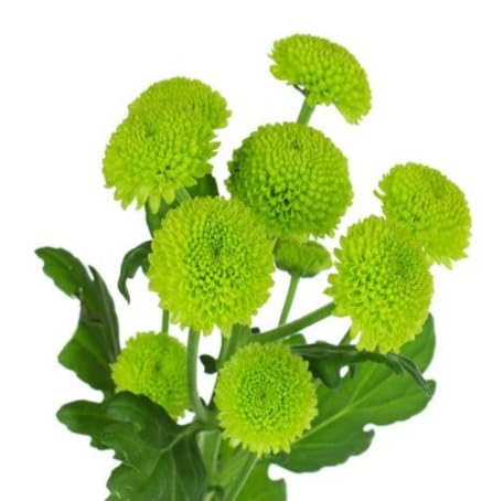 100pcs Green Chrysanthemum Flower Seeds