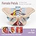 1:1 Life Size Human Female Pelvis Model with Pelvic Floor Muscles Perineal Model All in One Female Anatomy Model Skeleton for the teaching of physiology and hygiene in the teaching of anatomy schools