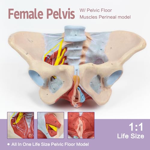 Image of 1:1 Life Size Human Female Pelvis Model with Pelvic Floor Muscles Perineal Model All in One Female Anatomy Model Skeleton for the teaching of physiology and hygiene in the teaching of anatomy schools