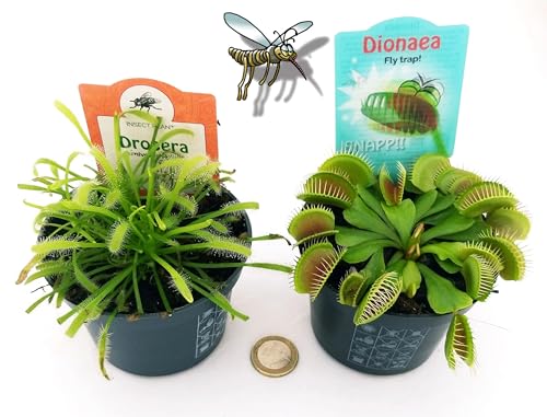 POWERS TO FLOWERS - DROSERA CAPENSIS e DIONAEA MUSCIPULA, 2 PIANTE, VASO 10CM, piante vere