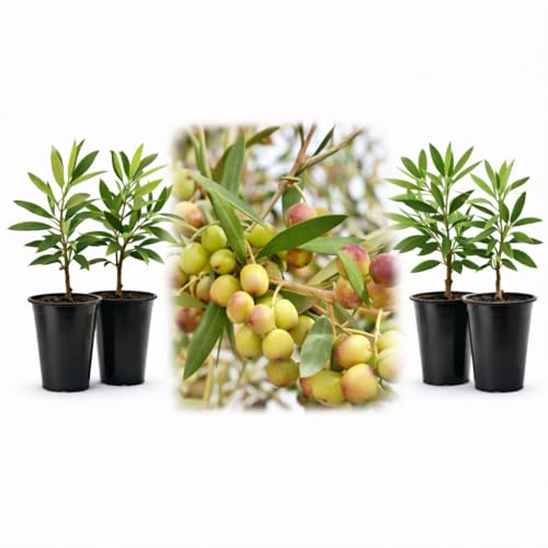 Olive Trees Arbequina (Black) Includes Four (4) Live Plants