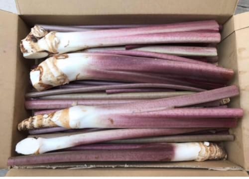 里芋八つ頭の茎と芋 生ずいき 1kg箱込 徳島県産