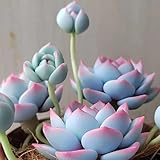 sukkulentensamen für balkon - winterhart balkon garten mehrjährig bodendecker 200pcs