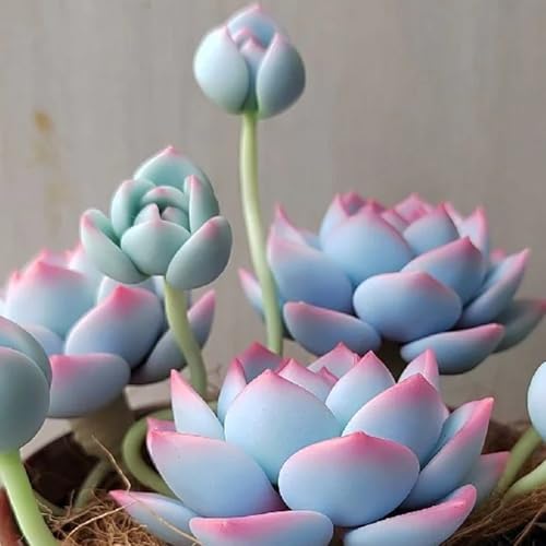 sukkulentensamen für balkon - winterhart balkon garten mehrjährig bodendecker 200pcs