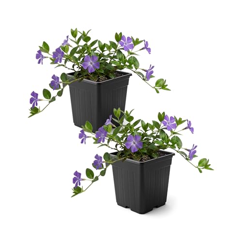 Live Periwinkle (Vinca Minor) (2 Pack) - Bowles Blue Evergreen Ground Cover Perennial 6 Tall by 5 Wide in 1 Qt Pot
