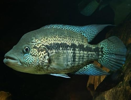 Dovii Wolf Cichlid Live Freshwater Aquarium Fish
